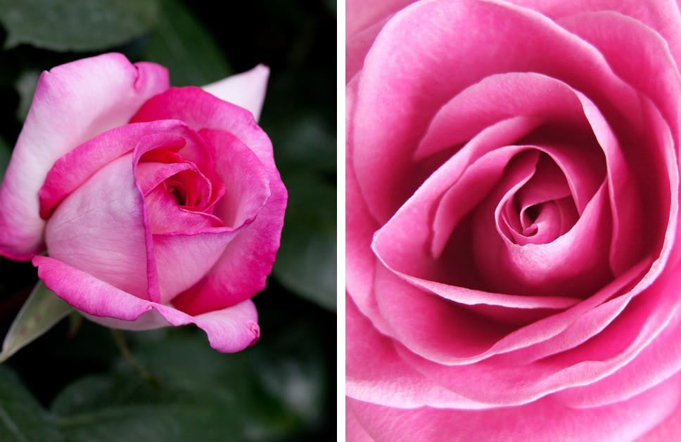 Розовые розы для свадебных аксессуаров