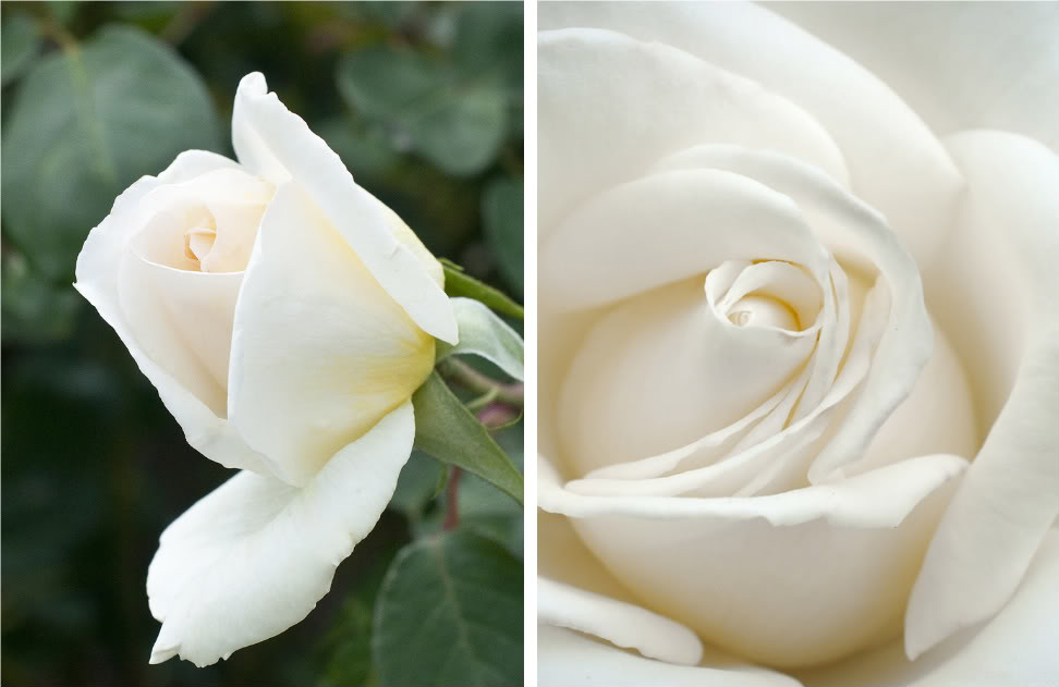 Белые розы для украшения свадьбы